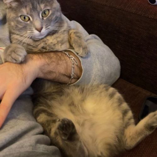 Jolie femelle 3 ans à adopter #3