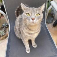 Jolie femelle 3 ans à adopter