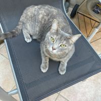 Jolie femelle 3 ans à adopter #2