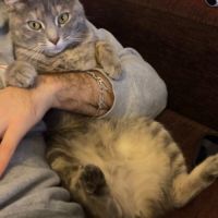 Jolie femelle 3 ans à adopter #3