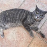 Jolie femelle 3 ans à adopter #4