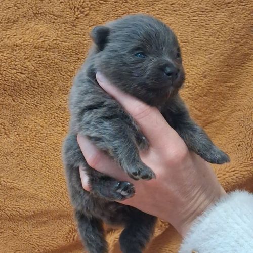 Chiot spitz nain #3