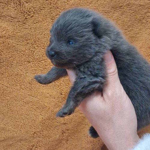 Chiot spitz nain