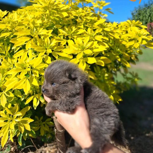 Chiot spitz nain