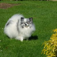 Chiot spitz nain #1
