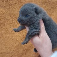 Chiot spitz nain #0