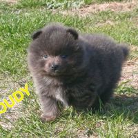 Chiot spitz nain