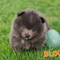 Chiot spitz pomeranian