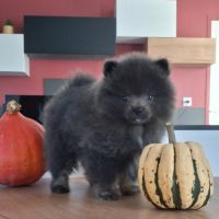 Chiot spitz pomeranian