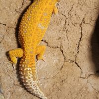 Recherche gecko femelle