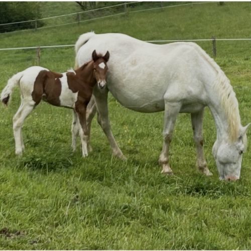 Cheval poulain male #1