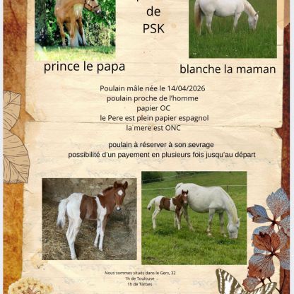 Cheval poulain male