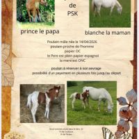 Cheval poulain male #0