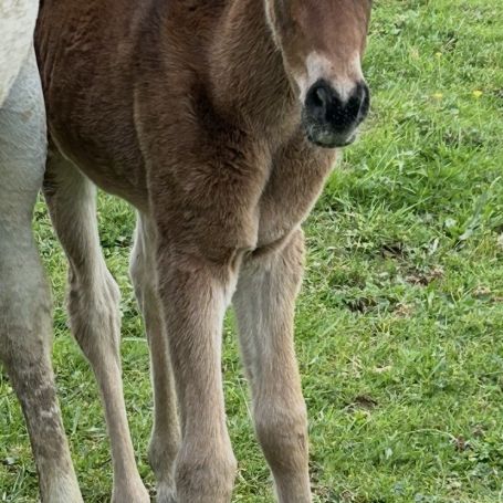 Cheval pouliche