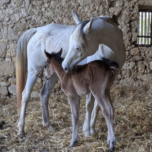 Cheval pouliche #2