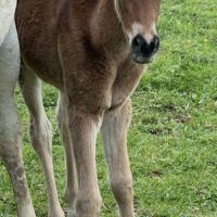 Cheval pouliche #0
