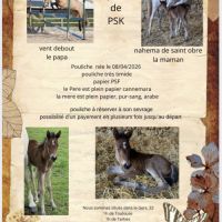 Cheval pouliche #3