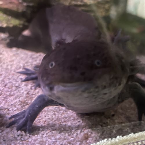 Œufs / bebe axolotls albinos blanc / sauvage #3