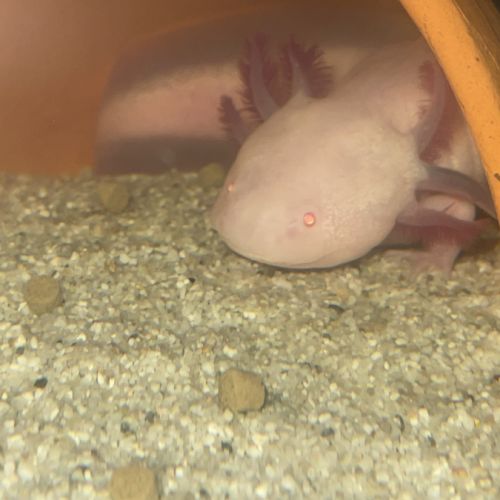 Œufs / bebe axolotls albinos blanc / sauvage #0