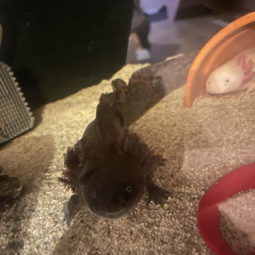 Œufs / bebe axolotls albinos blanc / sauvage #5