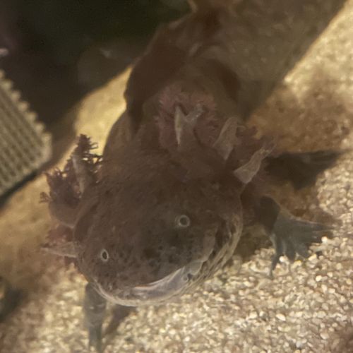 Œufs / bebe axolotls albinos blanc / sauvage #6