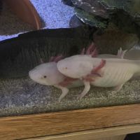 Œufs / bebe axolotls albinos blanc / sauvage #2