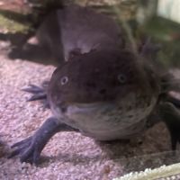 Œufs / bebe axolotls albinos blanc / sauvage #3