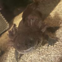 Œufs / bebe axolotls albinos blanc / sauvage #6
