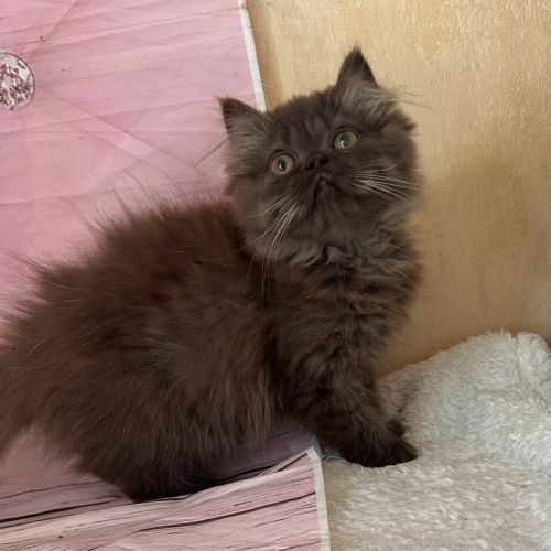 Bounty adorable chaton persan chocolat loof #0