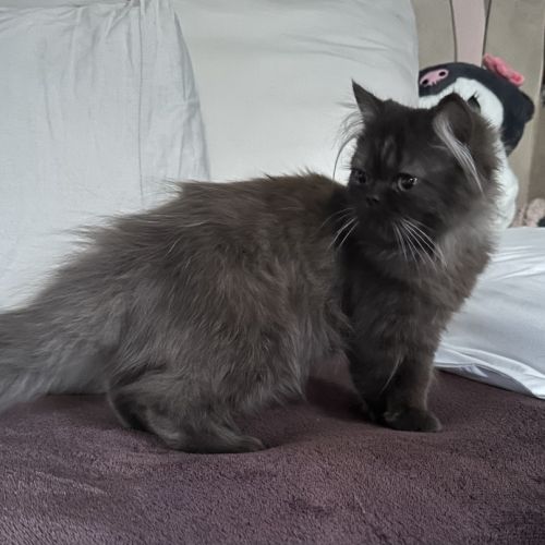 Bounty adorable chaton persan chocolat loof #2