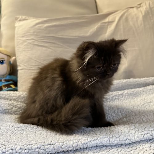 Bounty adorable chaton persan chocolat loof #3