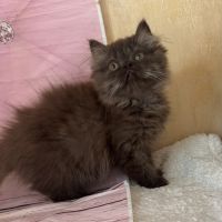 Bounty adorable chaton persan chocolat loof