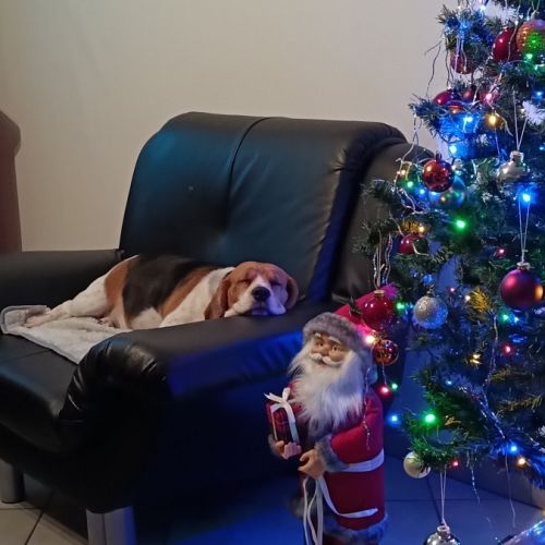 Beagle a l adoption #2