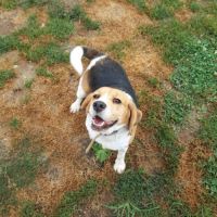 Beagle a l adoption