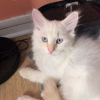 Deux chatons mâles sibériens #1