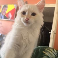 Deux chatons mâles sibériens #2