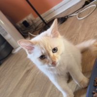 Deux chatons mâles sibériens #3