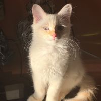 Deux chatons mâles sibériens