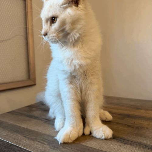 Chaton maine coon 5 mois polydactyle #2