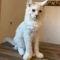 Chaton maine coon 5 mois polydactyle