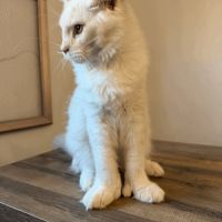 Chaton maine coon 5 mois polydactyle #2