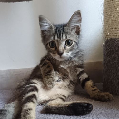 Maé, petite femelle de 2 mois, tigrée #1