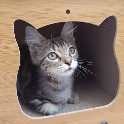 Maé, petite femelle de 2 mois, tigrée #2