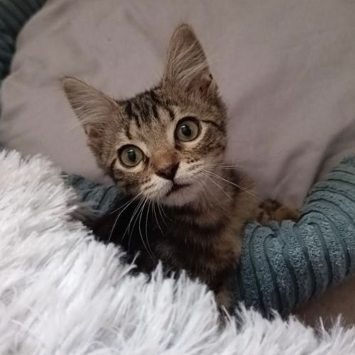 Maé, petite femelle de 2 mois, tigrée
