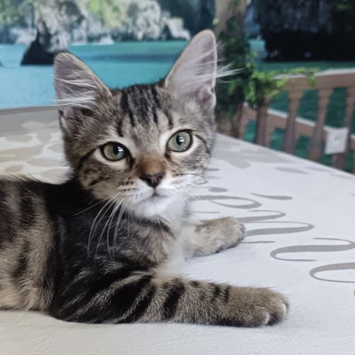 Maé, petite femelle de 2 mois, tigrée #4