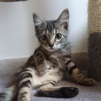 Maé, petite femelle de 2 mois, tigrée #1