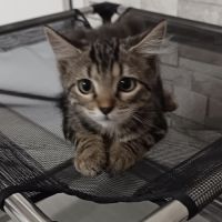 Maé, petite femelle de 2 mois, tigrée #5