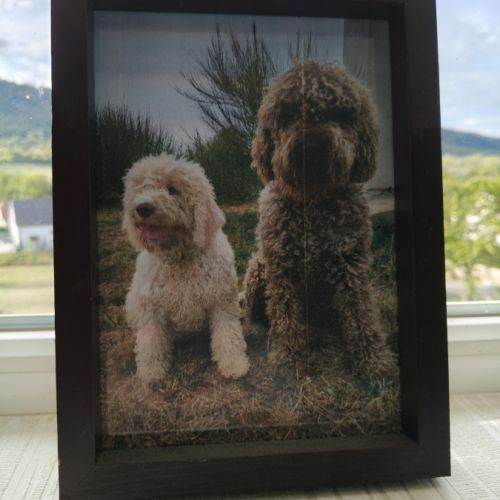 Chiot chien d'eau romagnol male lof