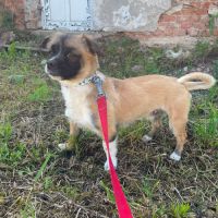 Peki sauvé de l'euthanasie en roumanie #2