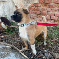 Peki sauvé de l'euthanasie en roumanie #6